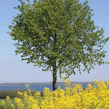 Drachenflieger * Pepelow